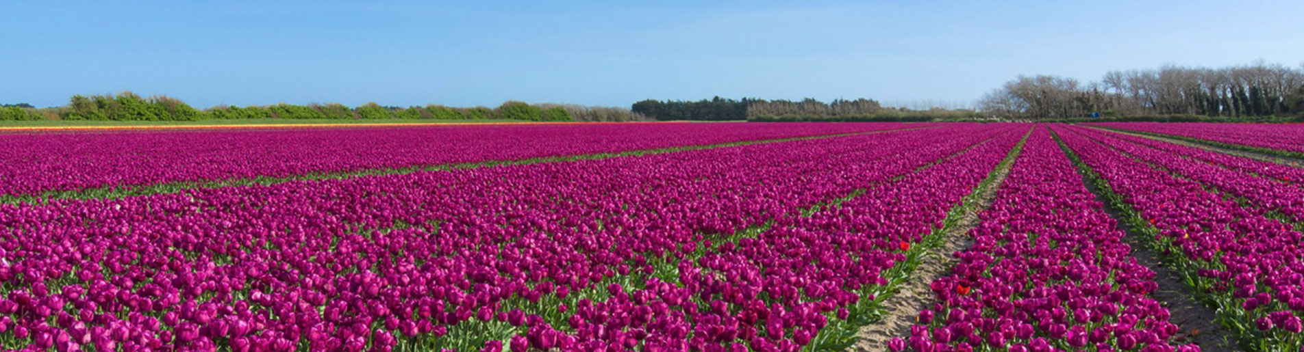 fete des fleurs bretagne